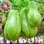 Chayote kaufen in Deutschland: Analyse und Vergleich asiatischer Gemüseprodukte