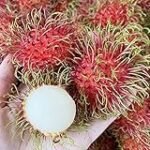 Rambutan kaufen: Analyse und Vergleich asiatischer Früchte auf dem Markt