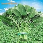 Analyse und Vergleich: Japanischer Spinat im Fokus der asiatischen Produktvielfalt