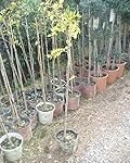Jujube Baum kaufen: Analyse und Vergleich asiatischer Produkte für Ihren Garten
