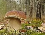 Analyse und Vergleich: Frische Pilze kaufen - Die besten asiatischen Produkte im Test!