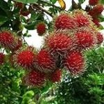 Analyse und Vergleich: Die exotische Rambutan-Frucht aus Asien im Fokus