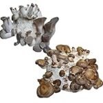Analyse und Vergleich: Shiitake-Pilze einfrieren - Tipps für die Aufbewahrung von asiatischen Produkten